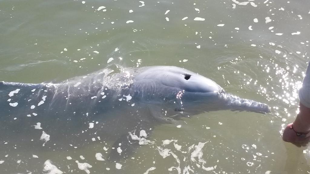 铁罐湾困泻湖汽车旅馆 帝坎湾 外观 照片